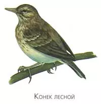 Синицы улетают на зиму в теплые края — изображение 9