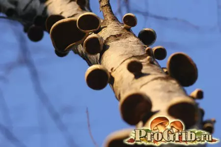 Наросты на деревьях в виде грибов — изображение 26