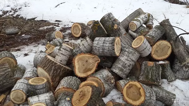 Тополь на дрова отзывы — изображение 3