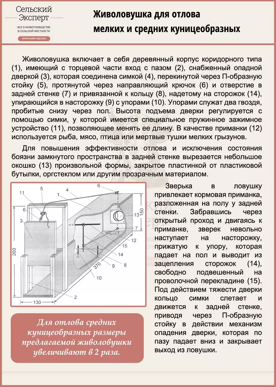 Тхор фото животное высасывает кровь у кур — изображение 23