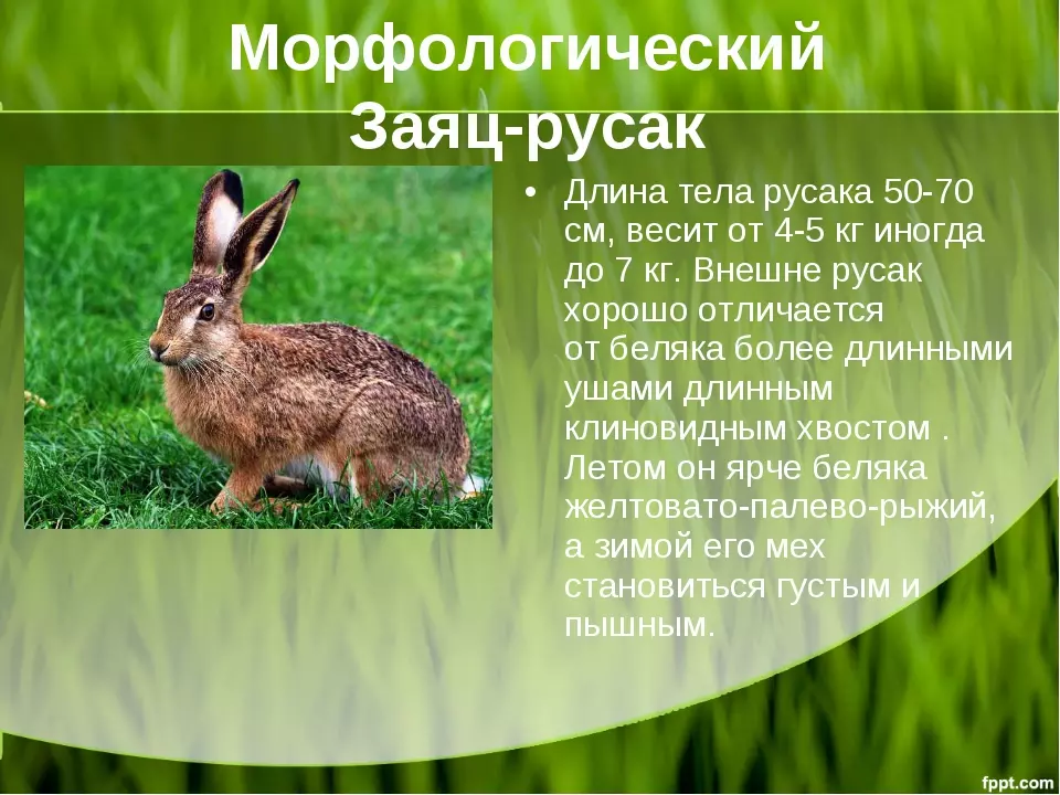 Заяц беляк и заяц русак критерии вида — изображение 4