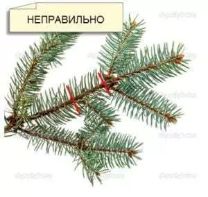 Как остановить рост ели в высоту? — изображение 3