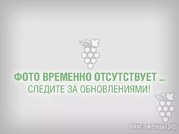 Виноград худой описание сорта фото отзывы