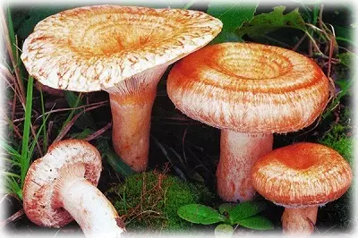 Грибы сахалина фото описание — изображение 13