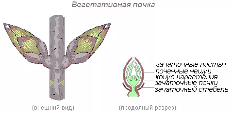 Интересные факты о побегах и почках растений — изображение 13