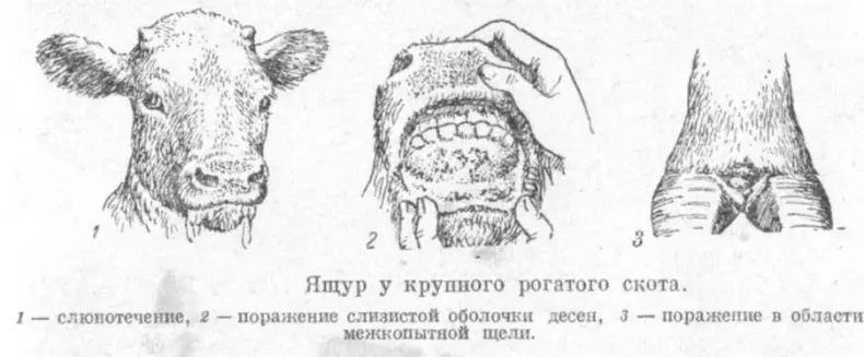 Что делать если корова абортировалась — изображение 3