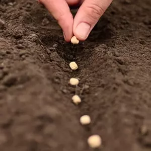 Как обработать чеснок фитоспорином перед посадкой — изображение 10