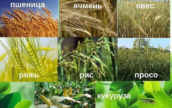 Растения которые нас кормят одевают лечат — изображение 2