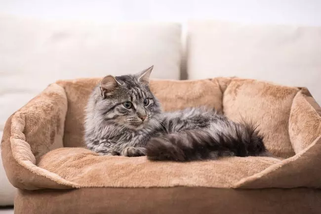 Как называется дом для кошки — изображение 36