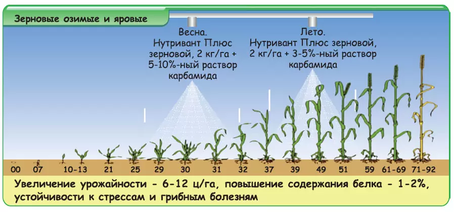 Карбамид нормы внесения для зерновых — изображение 7