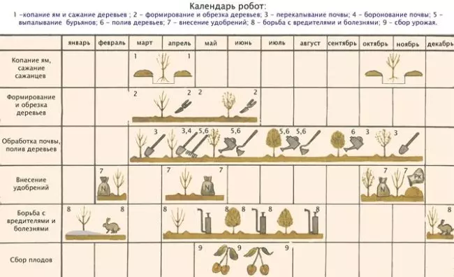Самоплодные сорта черешни для краснодарского края — изображение 15