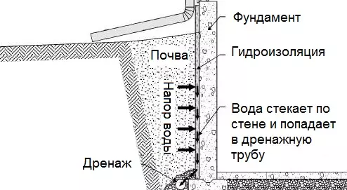Стебель тыквы под микроскопом — изображение 5
