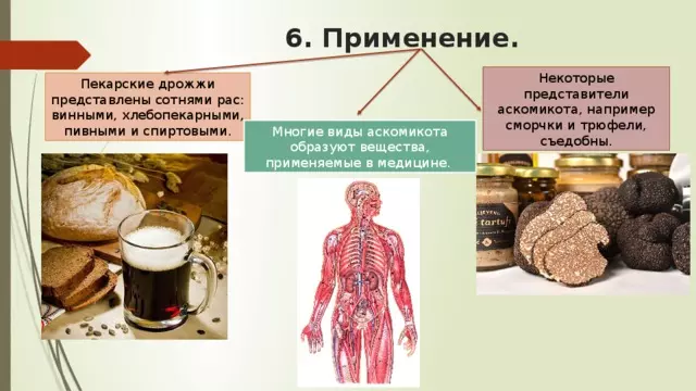 Отдел аскомикота или сумчатые грибы 7 класс — изображение 35