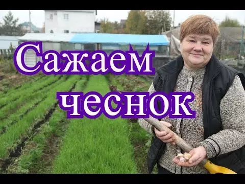 Как обработать чеснок фитоспорином перед посадкой — изображение 11