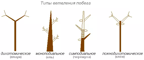 Интересные факты о побегах и почках растений — изображение 12