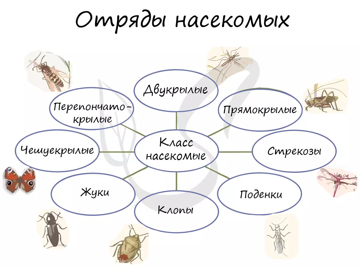 Медведка тип ротового аппарата