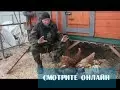 Дед чтп кормление кур — изображение 28