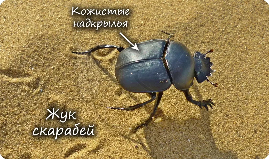 Медведка тип ротового аппарата — изображение 13