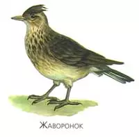 Синицы улетают на зиму в теплые края — изображение 10