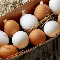 Может ли белая курица нести коричневые яйца — изображение 4