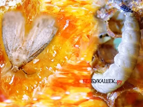 Мандариновые корки от моли — изображение 5