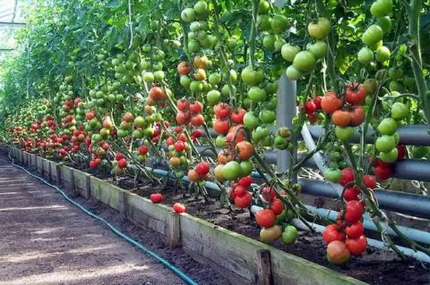 Томат вареники описание сорта фото