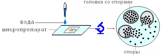 Тело мукора состоит из клетки — изображение 5