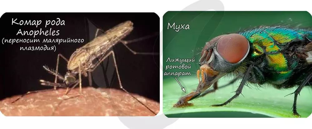 Медведка тип ротового аппарата — изображение 7