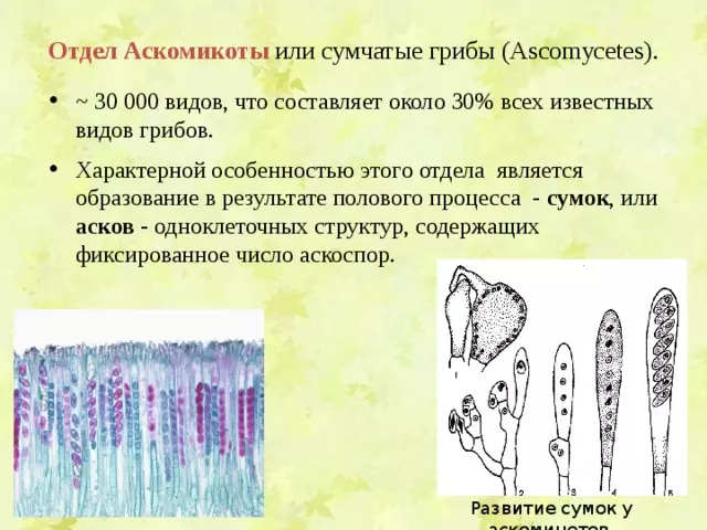 Отдел аскомикота или сумчатые грибы 7 класс — изображение 6