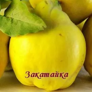 Маринованная айва на зиму без стерилизации