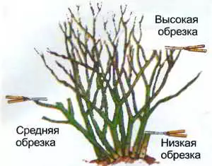 Как выглядят почки у розы — изображение 10