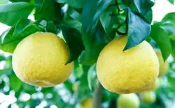 Сорта грейпфрутов с фото — изображение 5