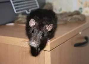 Как вывести крыс из магазина — изображение 3