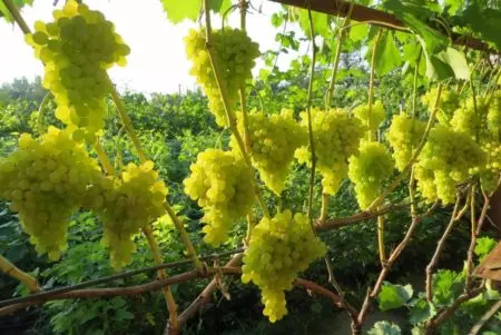 Кишмиш черный султан отзывы — изображение 6