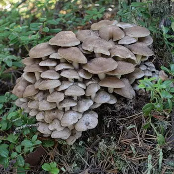 Осенние грибы серого цвета