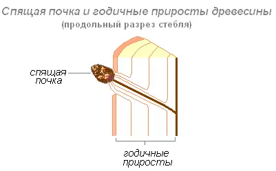 Интересные факты о побегах и почках растений — изображение 18