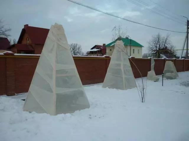 Чем опрыскивать черешню осенью — изображение 7