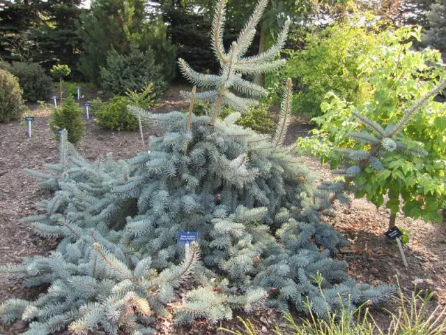 Picea engelmannii glauca pendula — изображение 15