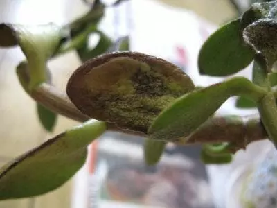 Коричневые пятна на листьях денежного дерева