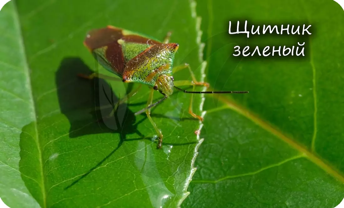 Медведка тип ротового аппарата — изображение 15