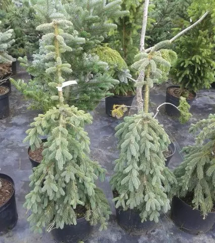 Picea engelmannii glauca pendula — изображение 13