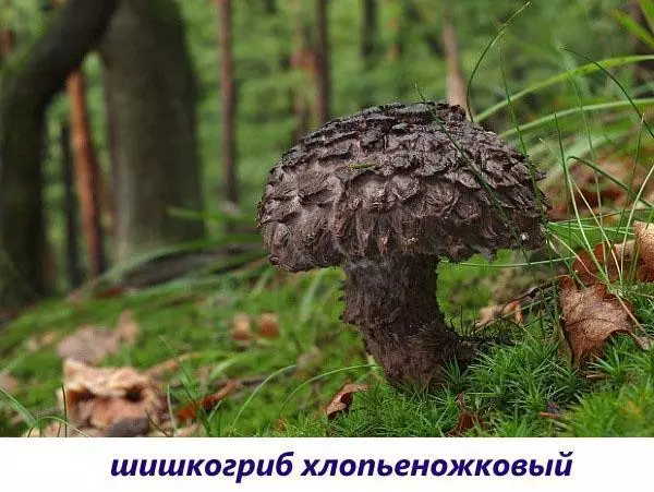 Редкие съедобные грибы фото и названия — изображение 11
