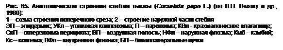 Стебель тыквы под микроскопом