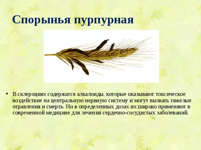 Отдел аскомикота или сумчатые грибы 7 класс — изображение 12