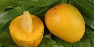 Какой стороной сажать косточку манго