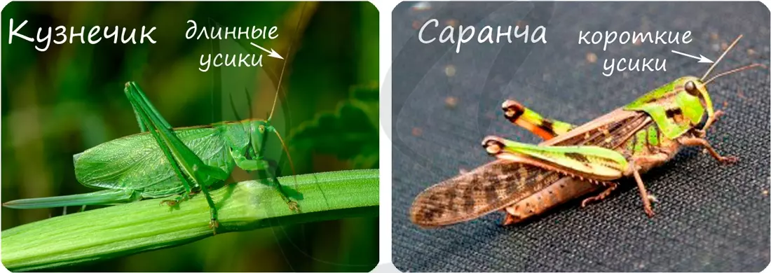 Медведка тип ротового аппарата — изображение 3