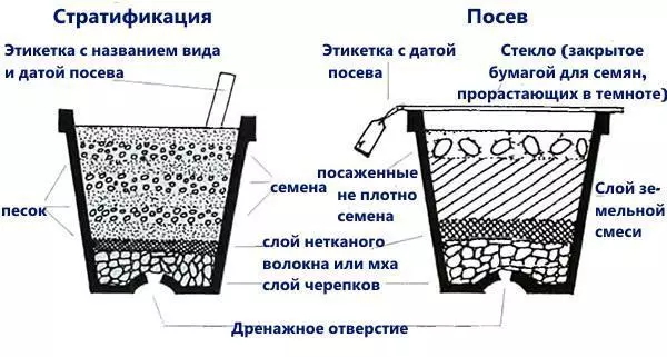 Глициния уход и выращивание в башкирии — изображение 19