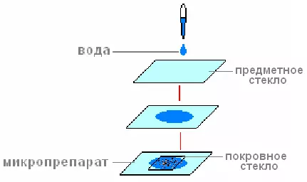 Тело мукора состоит из клетки — изображение 2