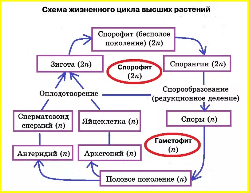 Вегетативное размножение растений таблица — изображение 27