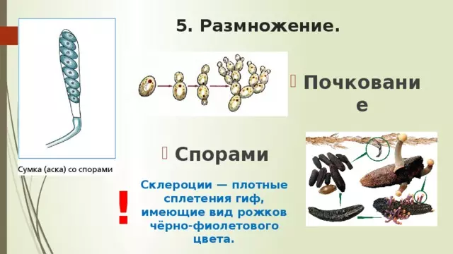 Отдел аскомикота или сумчатые грибы 7 класс — изображение 34